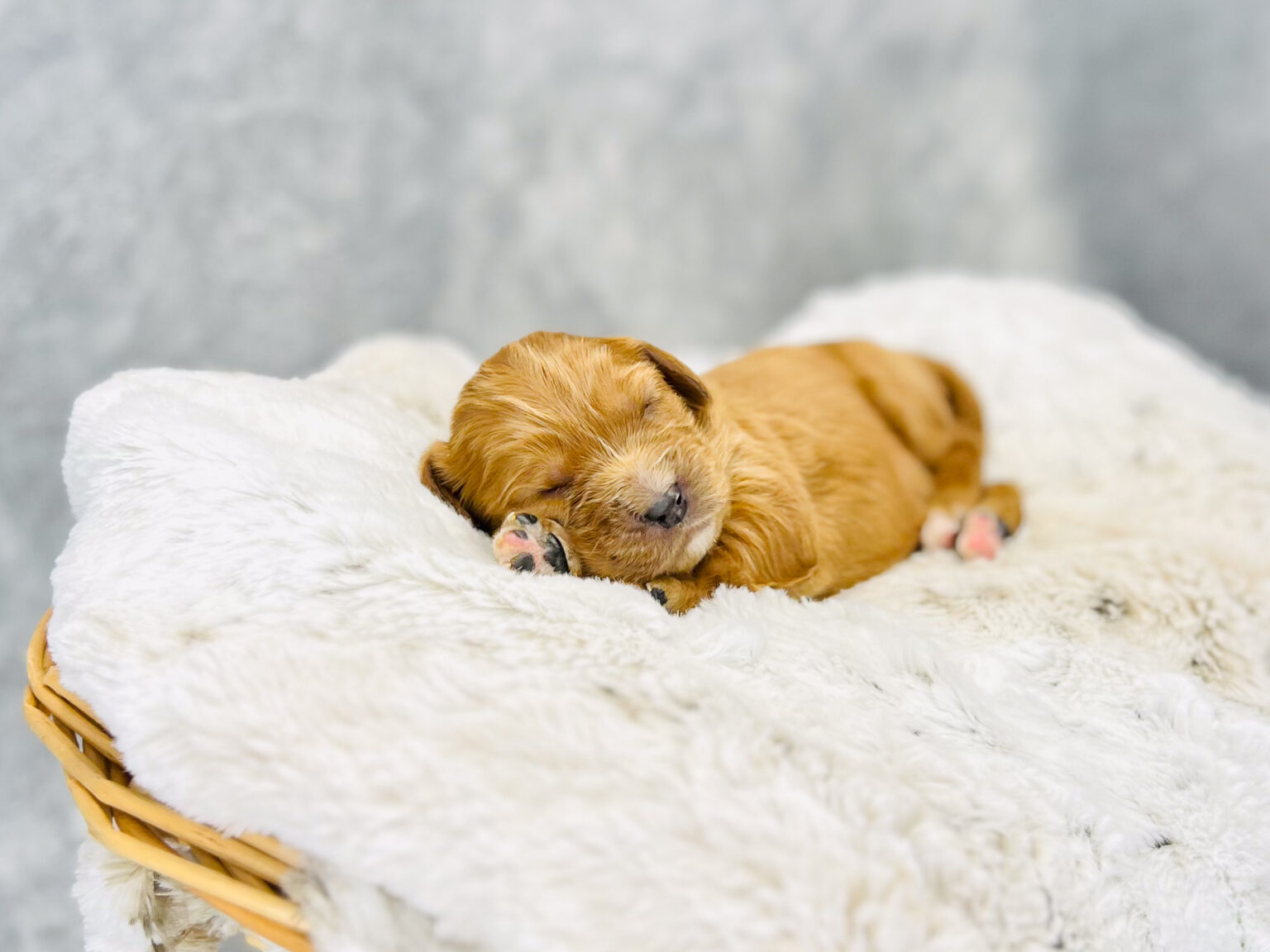 I am just a tiny baby and would love to join your family soon! Of course, you can’t see how cute and curly I will be when I get older, so the Dog Club will send updated photos when I am about 6 to 7 weeks old, if you choose to adopt me. Infant puppy deposits are refundable or transferrable.