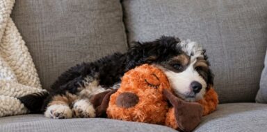 How to Read Your Puppy’s Stress Signals