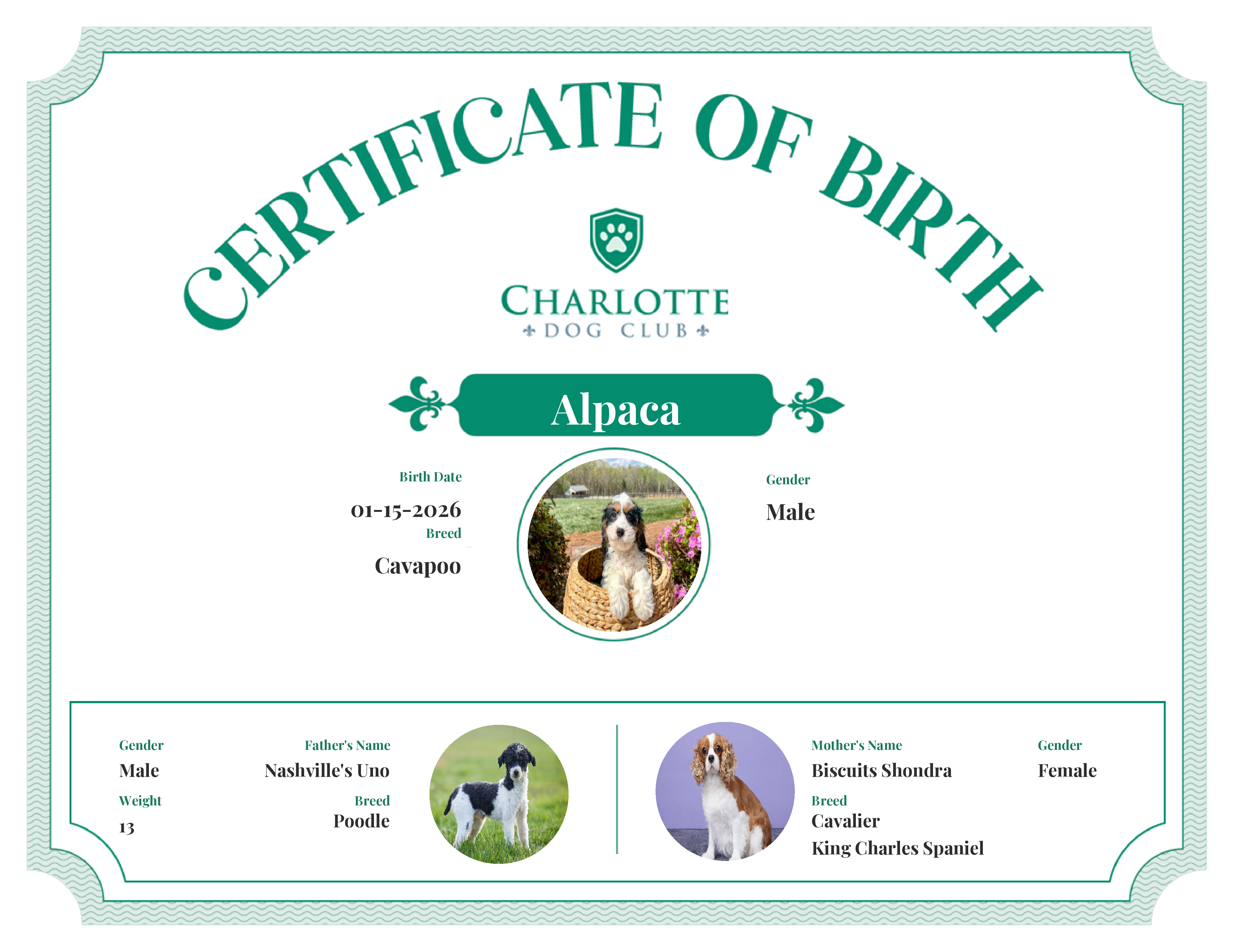 Alpaca's Birth Certificate