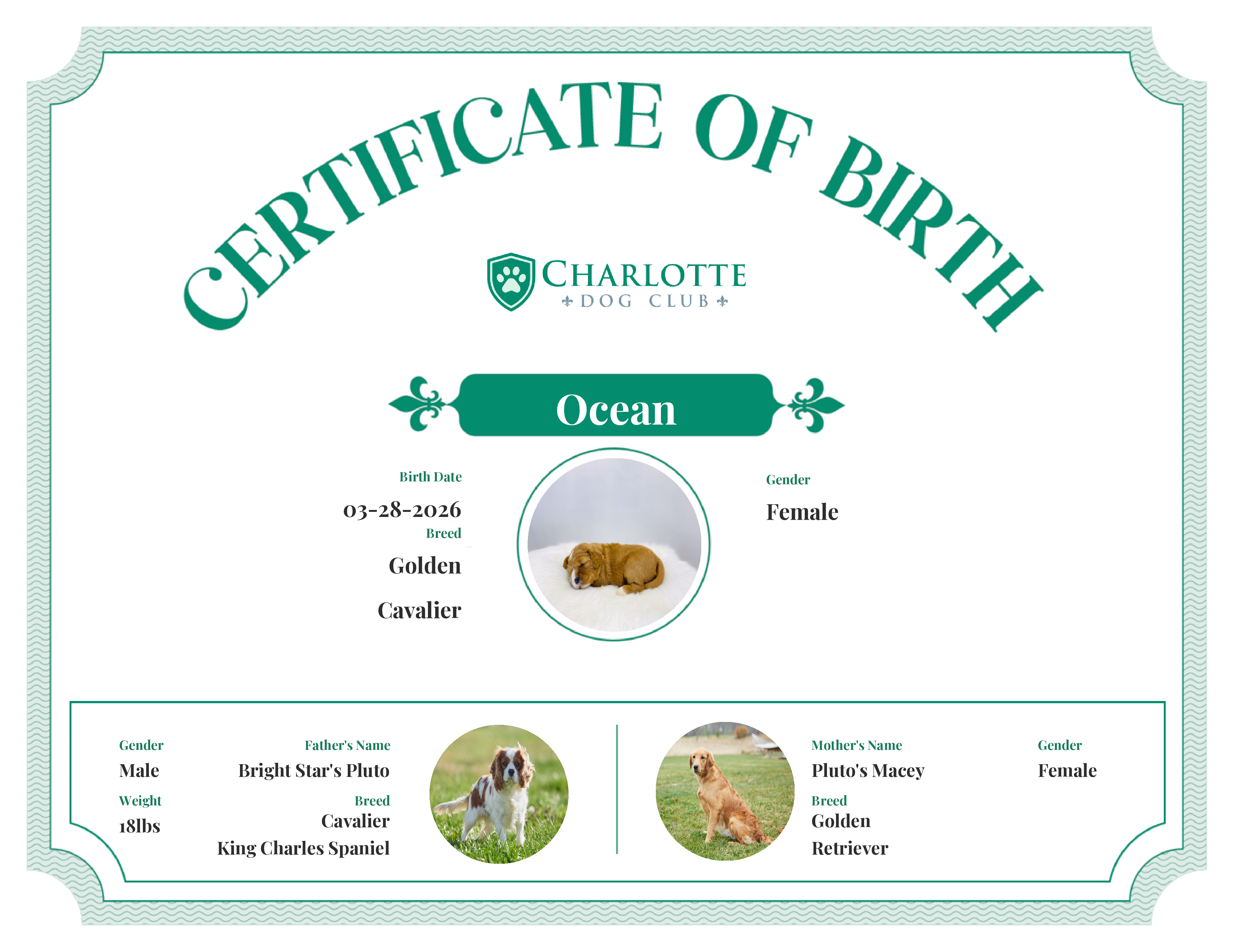 Ocean's Birth Certificate