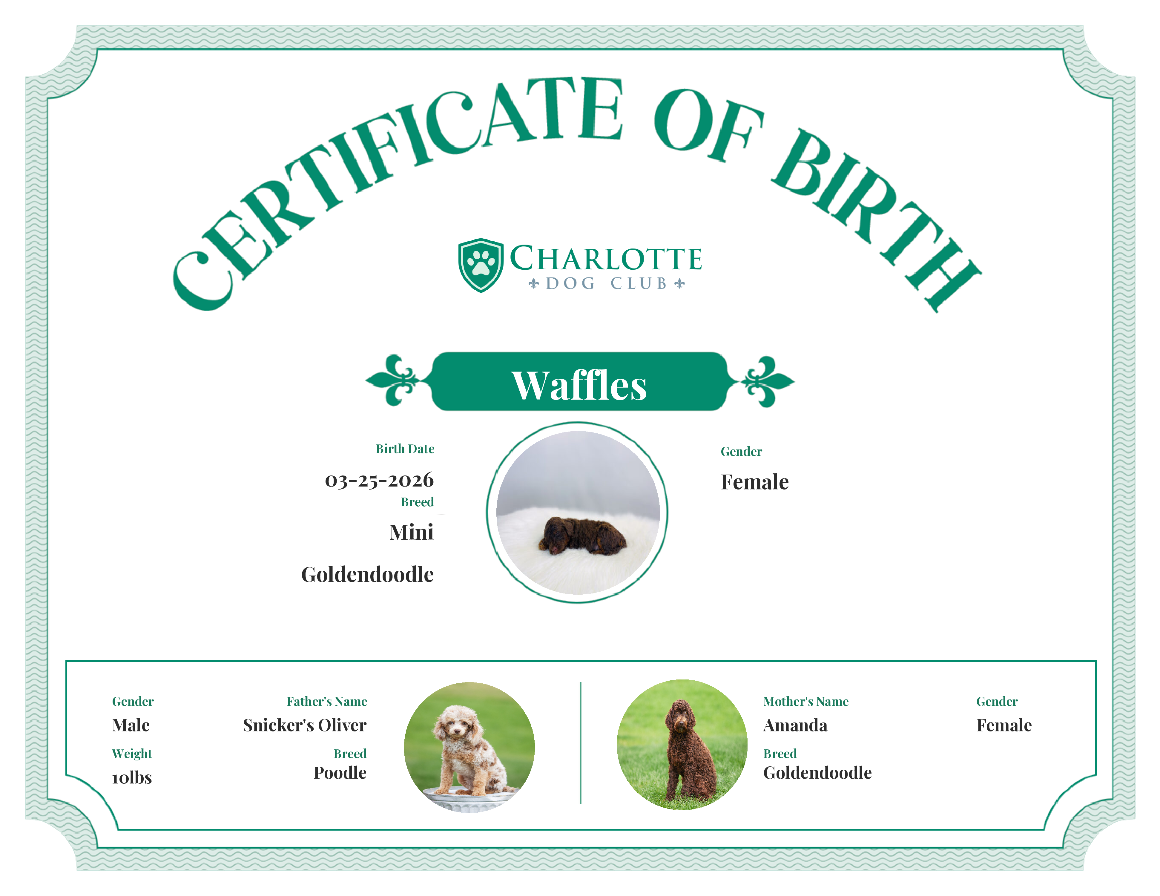 Waffles's Birth Certificate