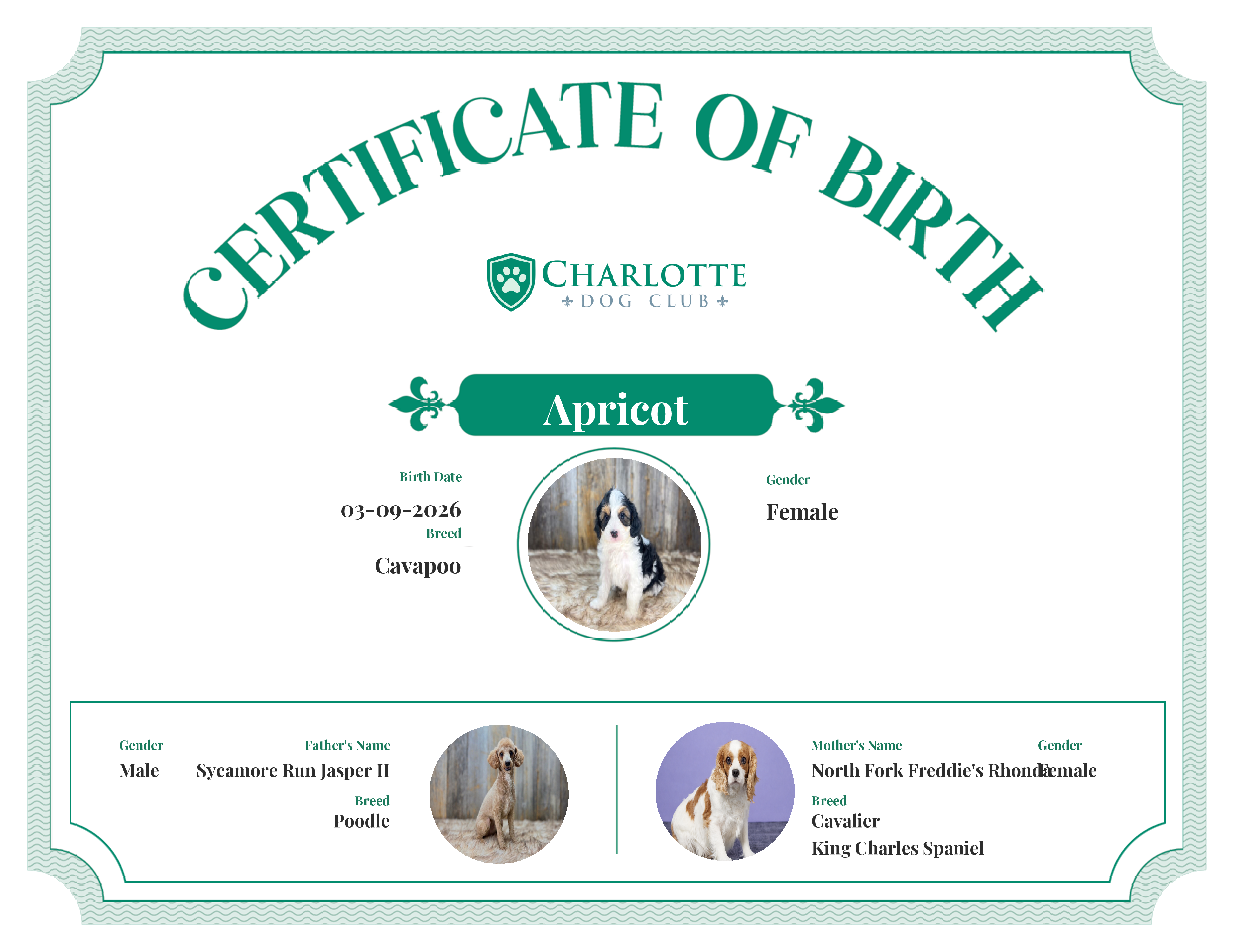 Apricot's Birth Certificate