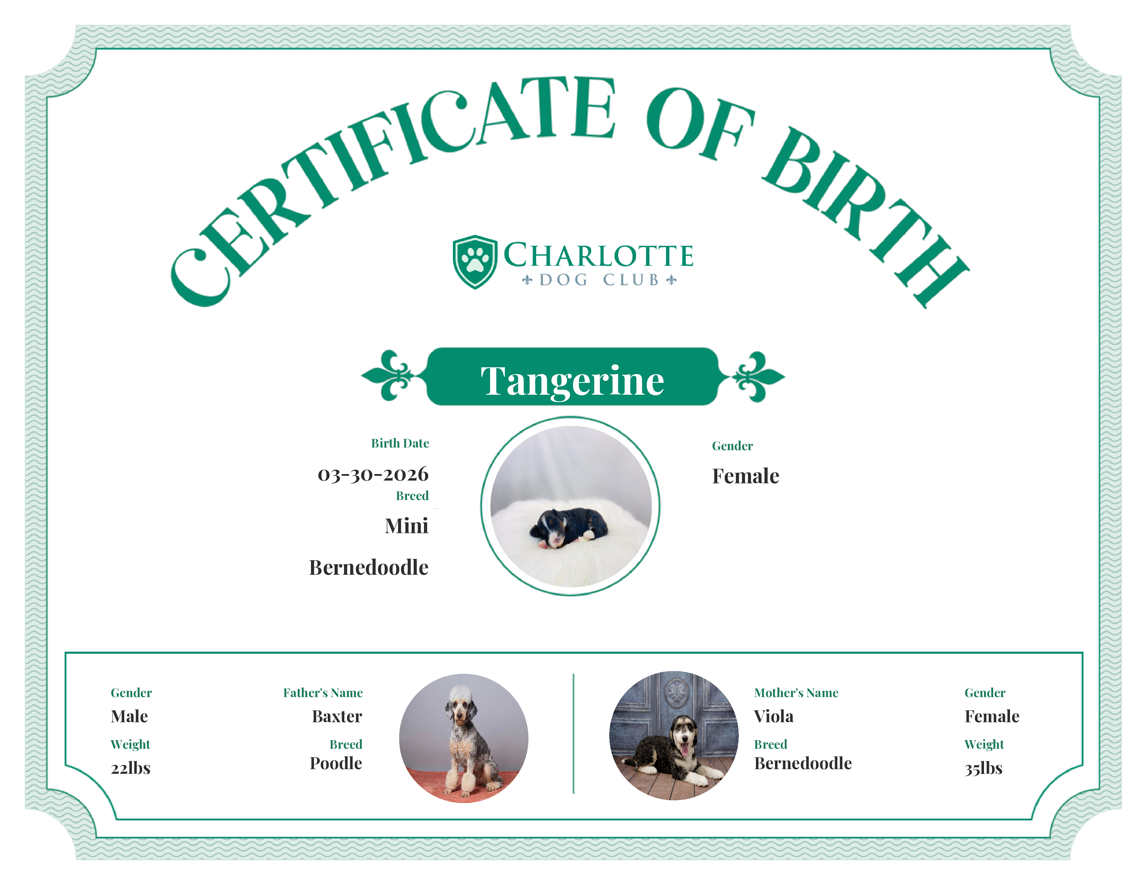 Tangerine's Birth Certificate