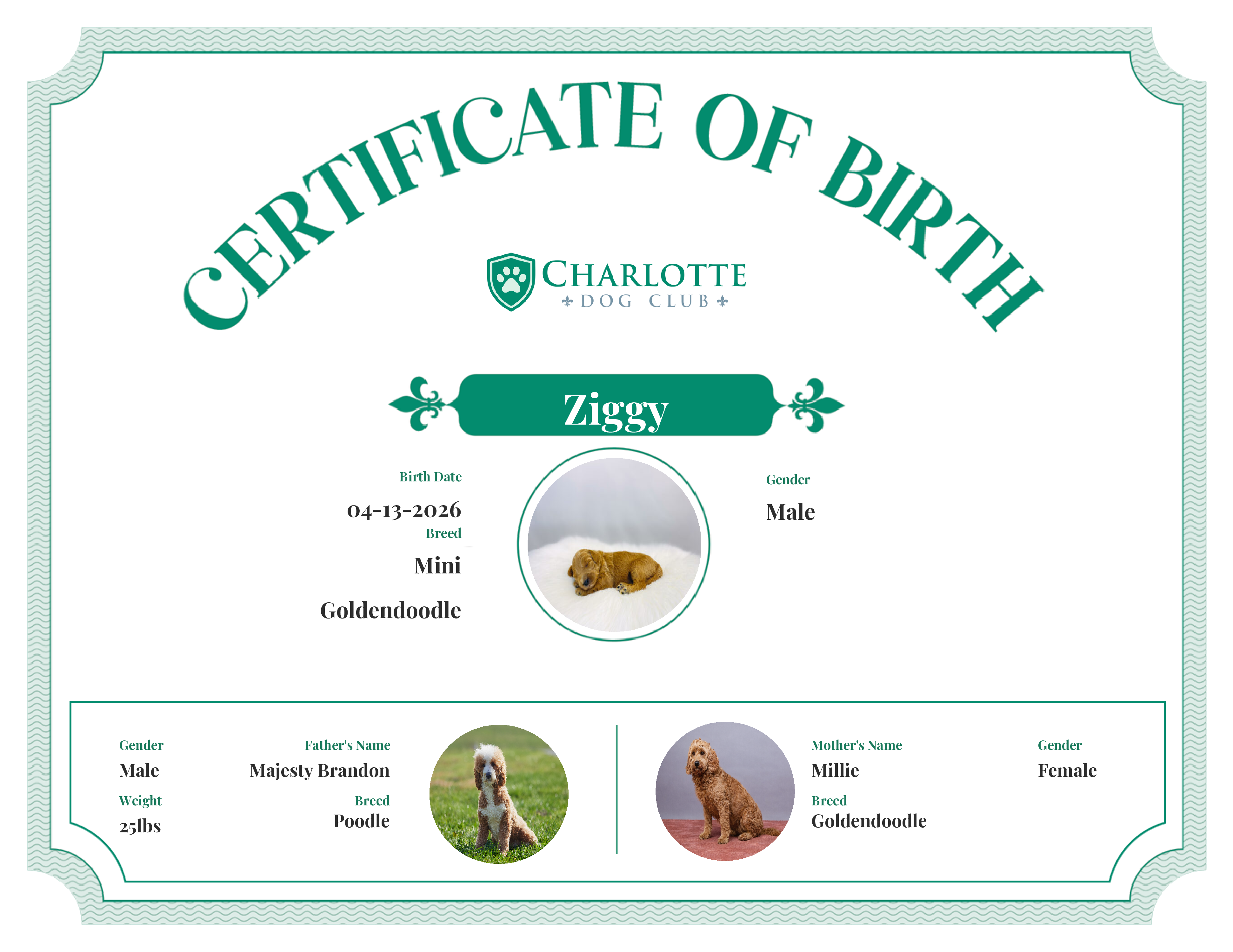 Ziggy's Birth Certificate