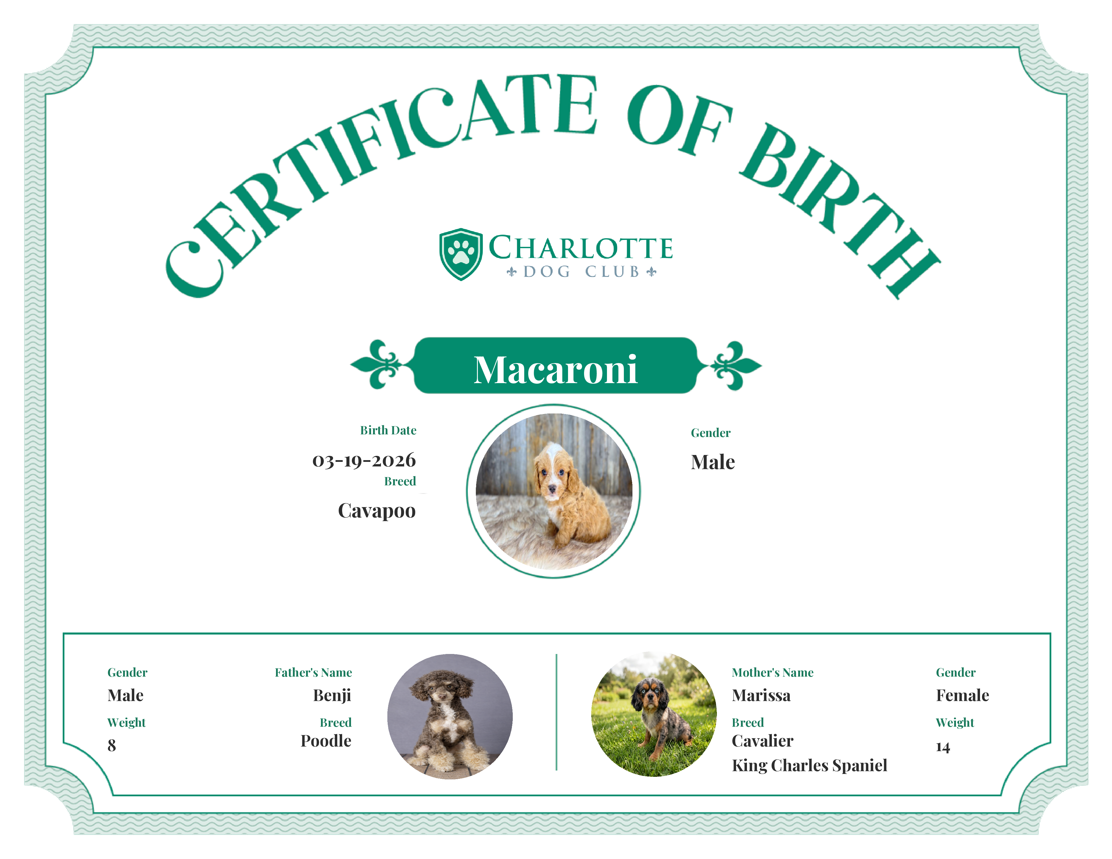 Macaroni's Birth Certificate