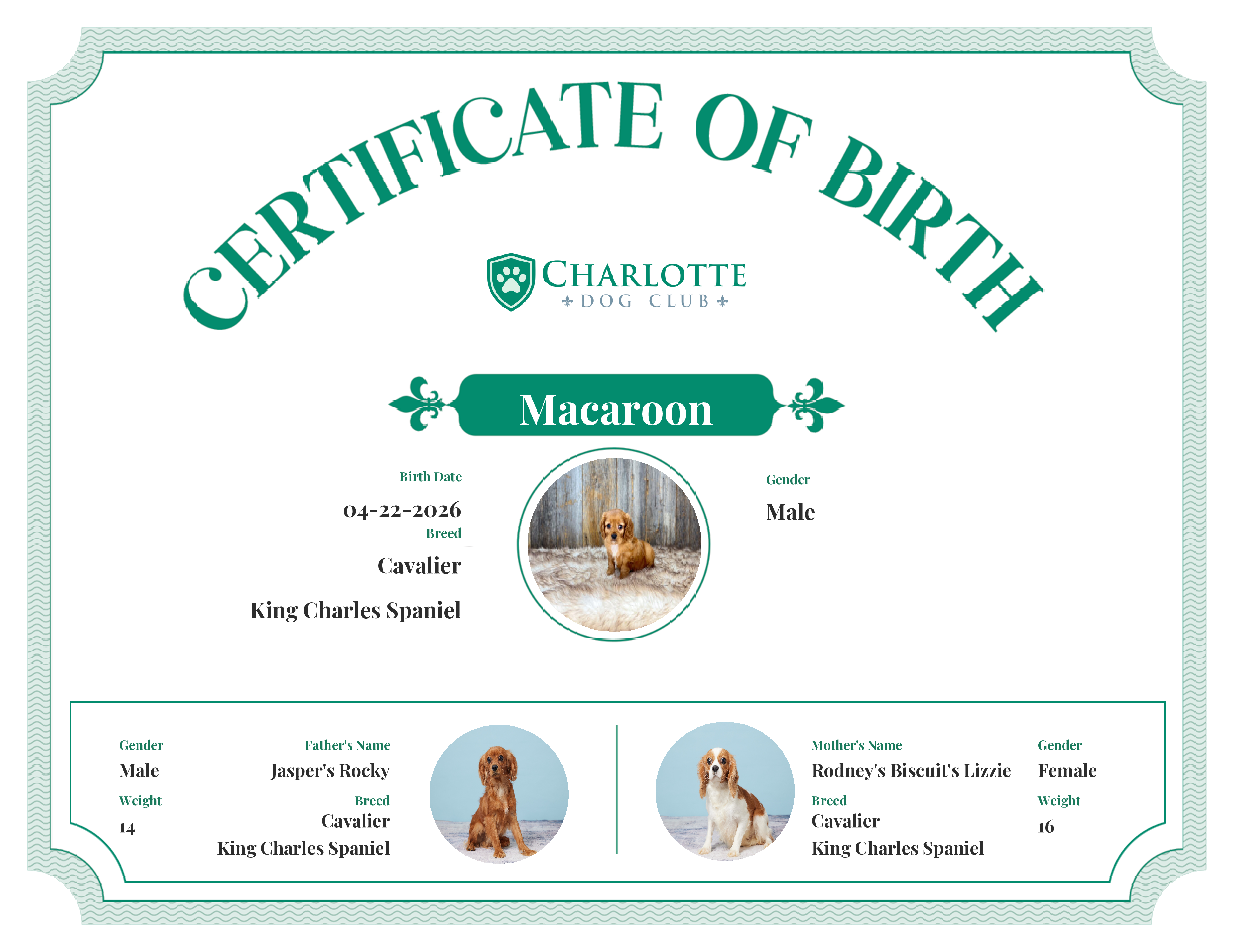 Macaroon's Birth Certificate