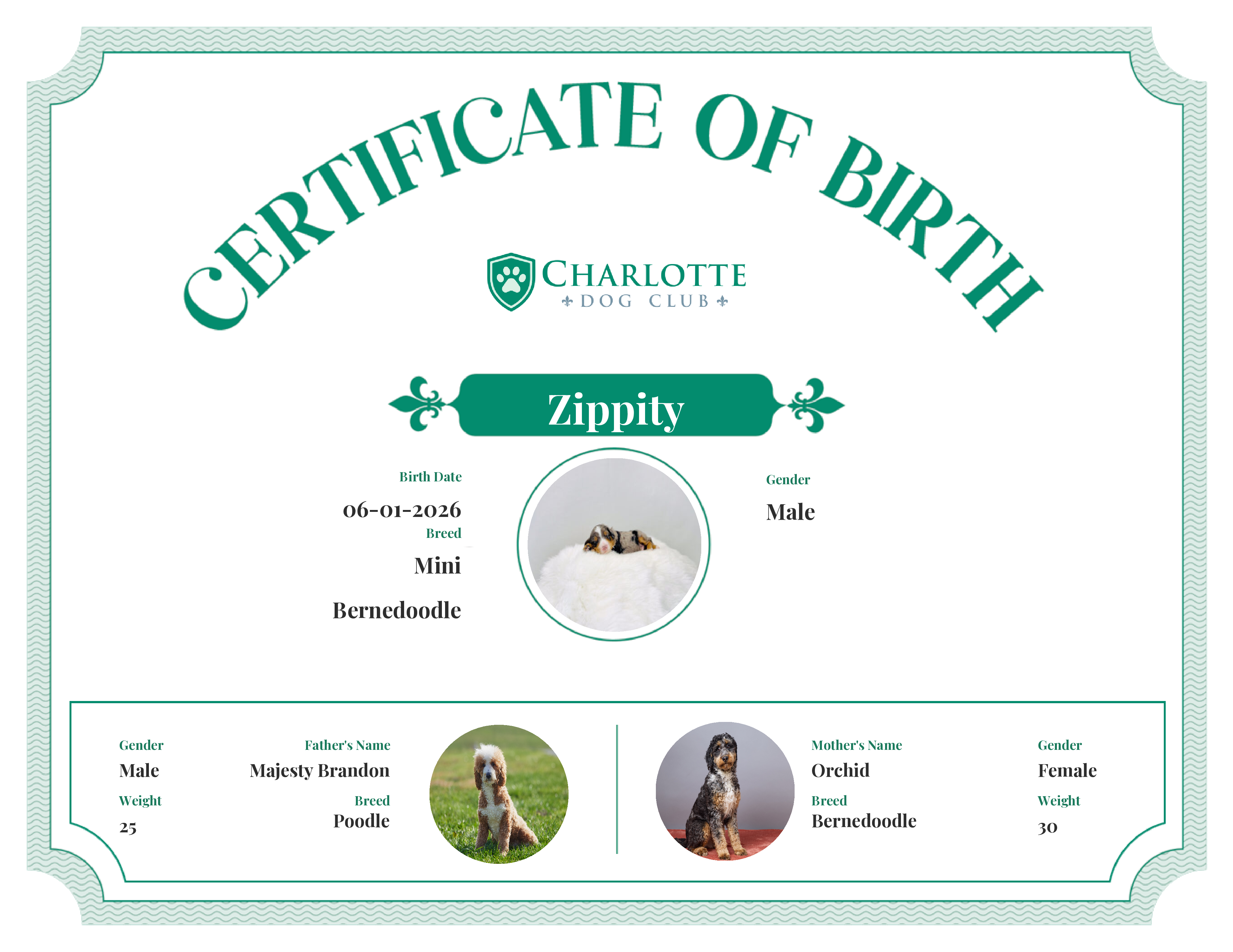 Zippity's Birth Certificate