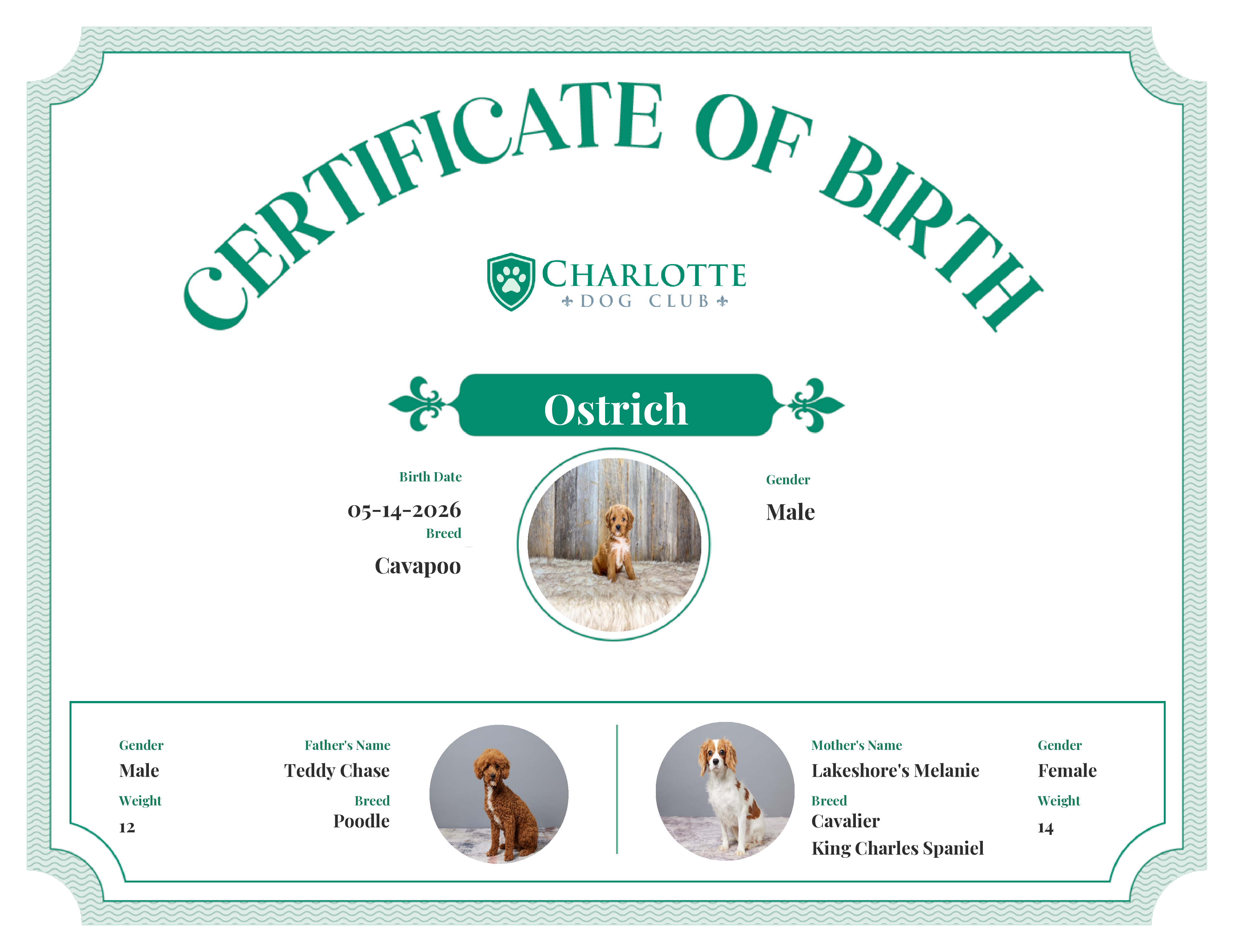 Ostrich's Birth Certificate