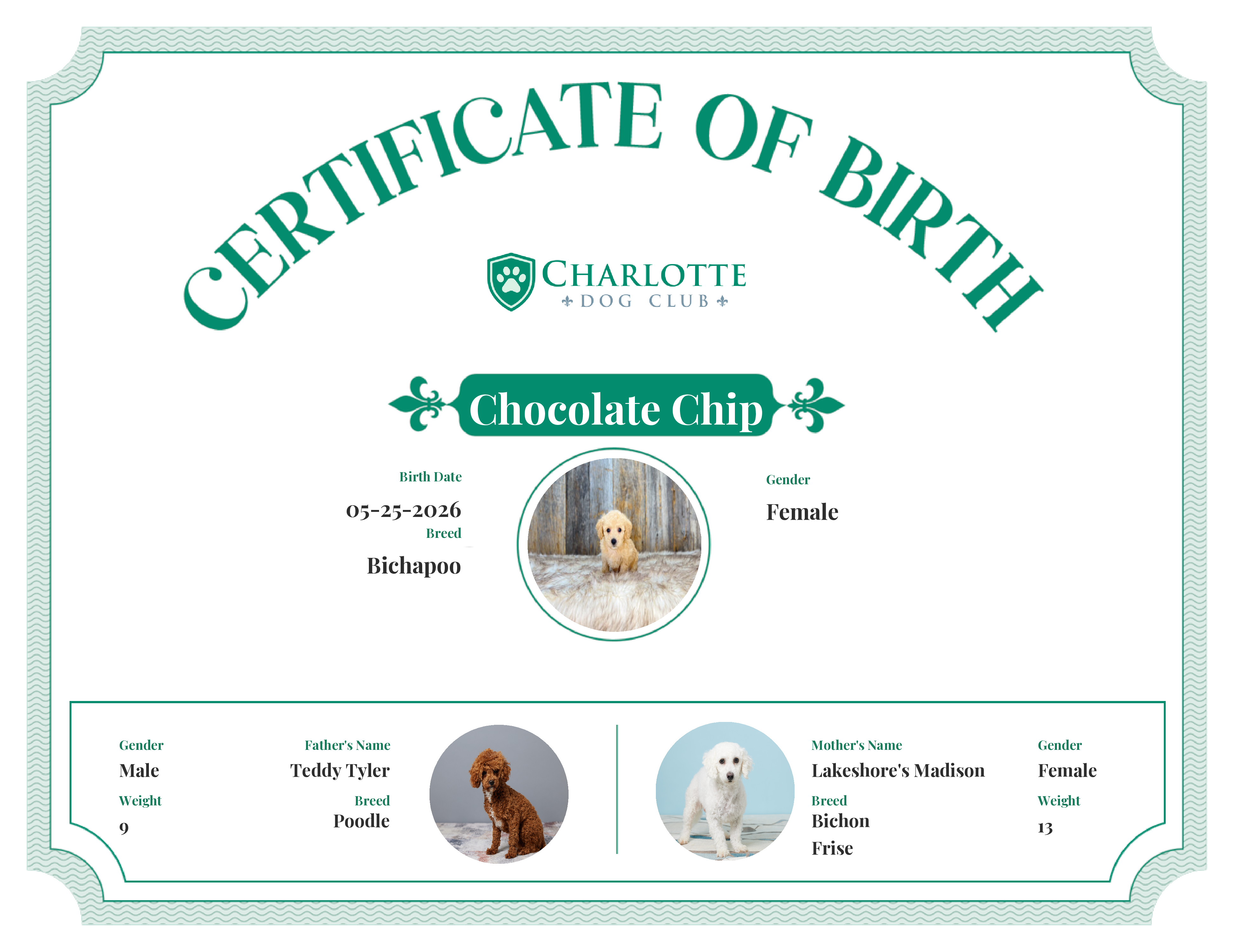 Chocolate Chip's Birth Certificate