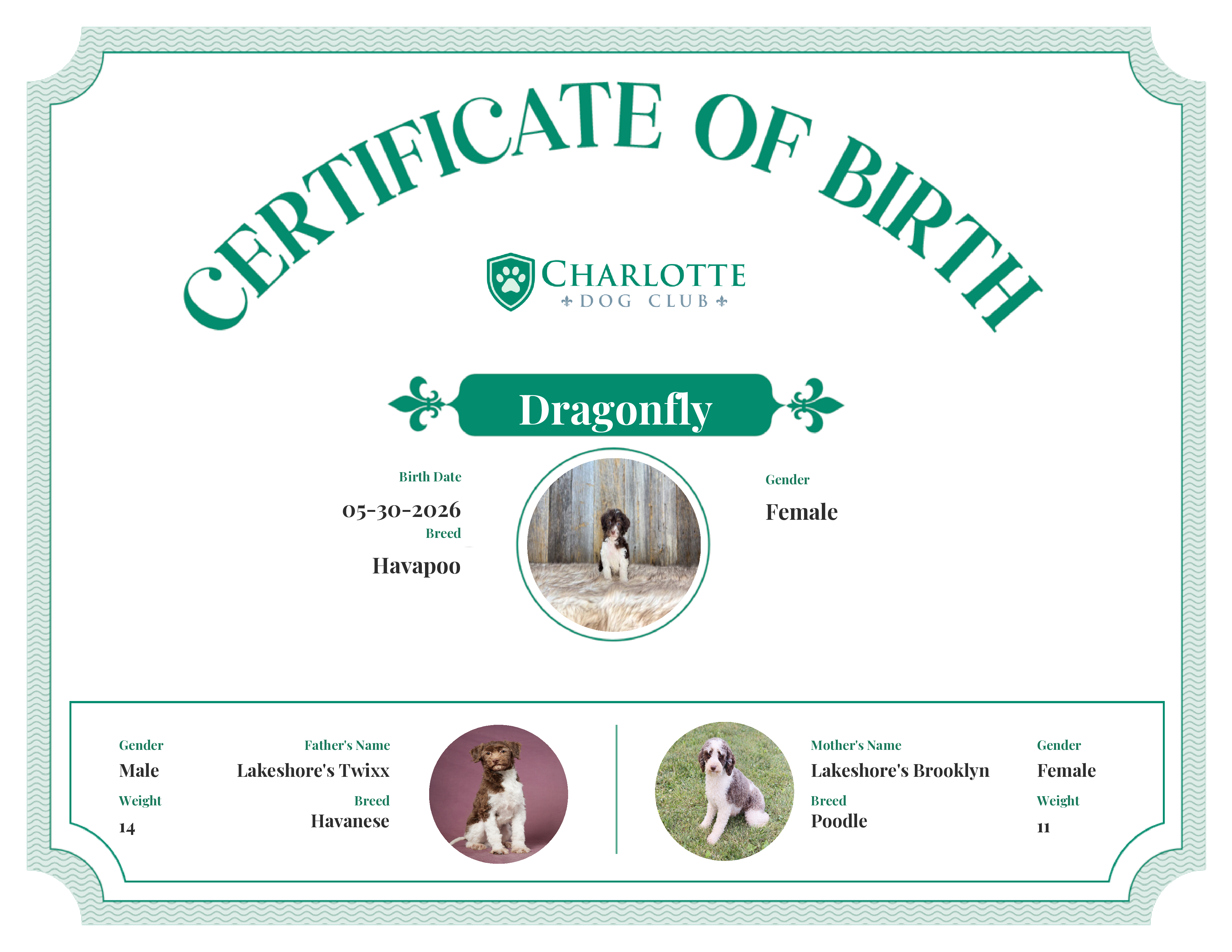 Dragonfly's Birth Certificate