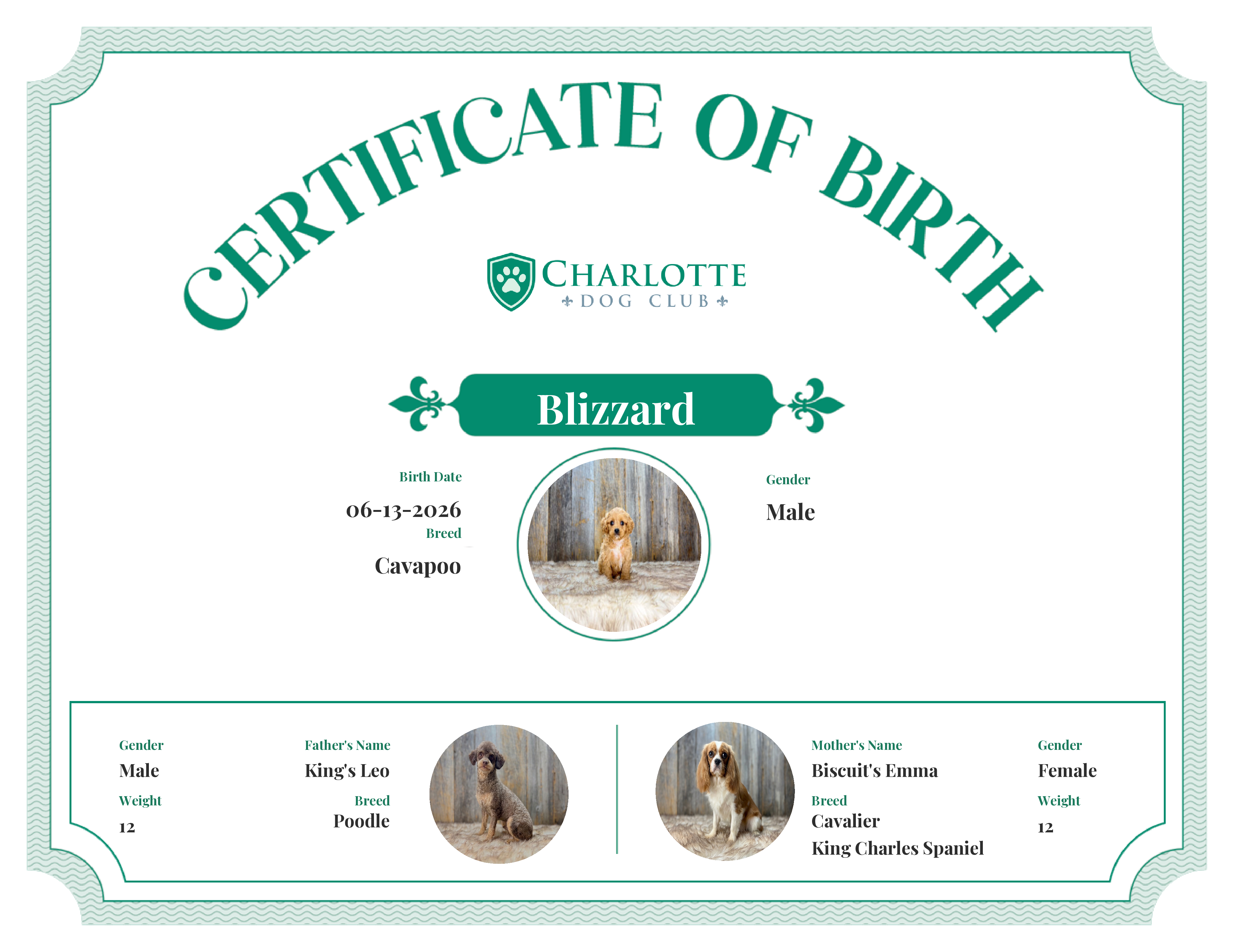 Blizzard's Birth Certificate