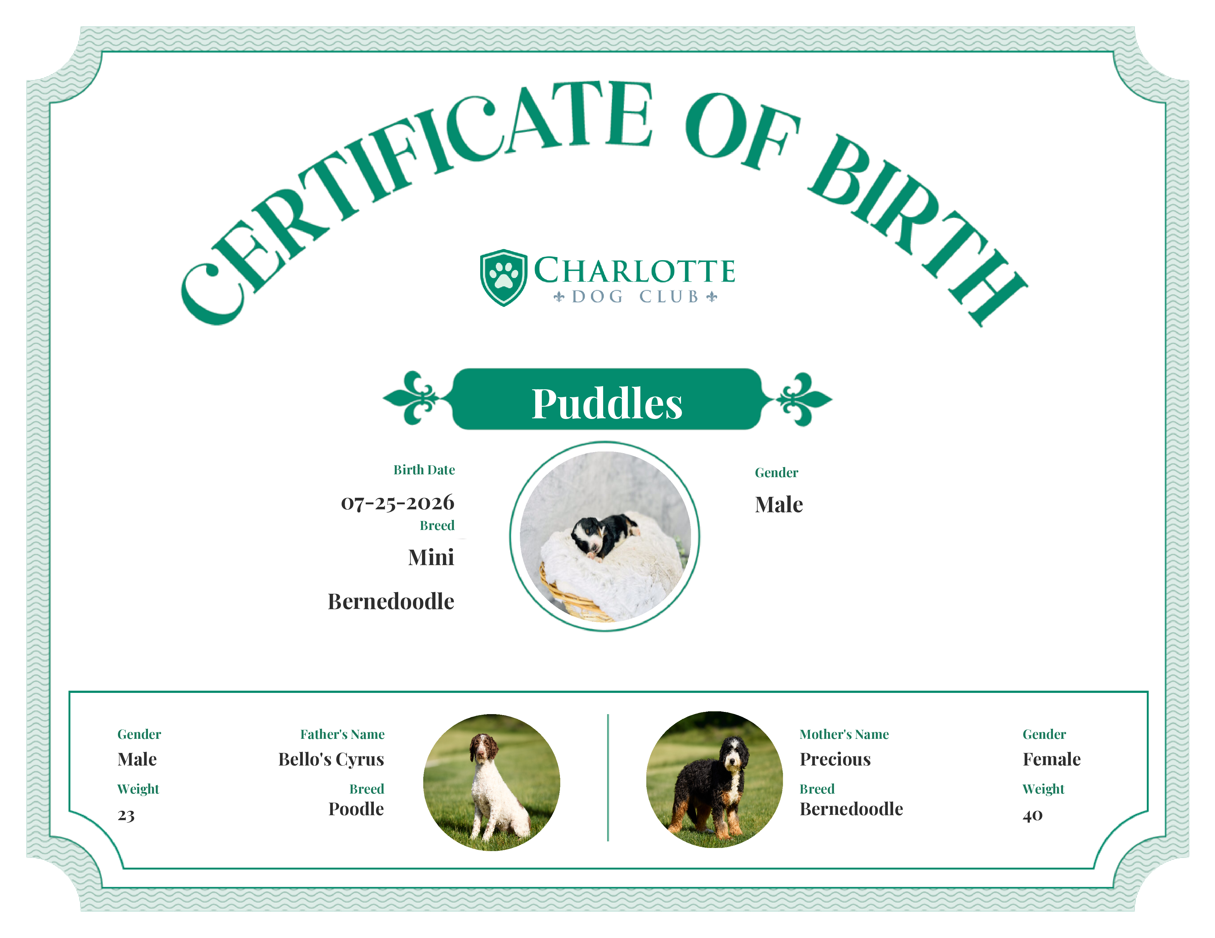 Puddles's Birth Certificate