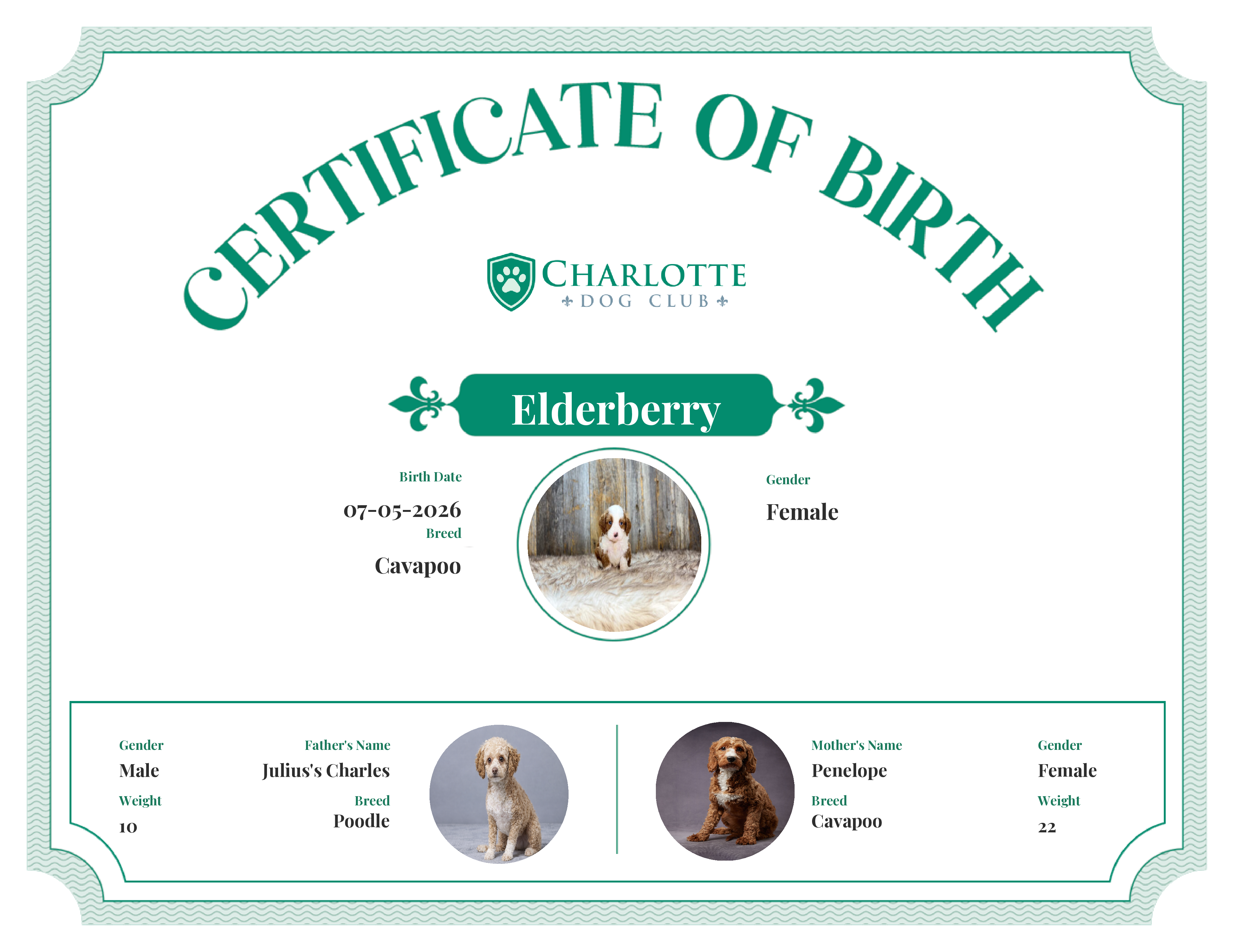 Elderberry's Birth Certificate