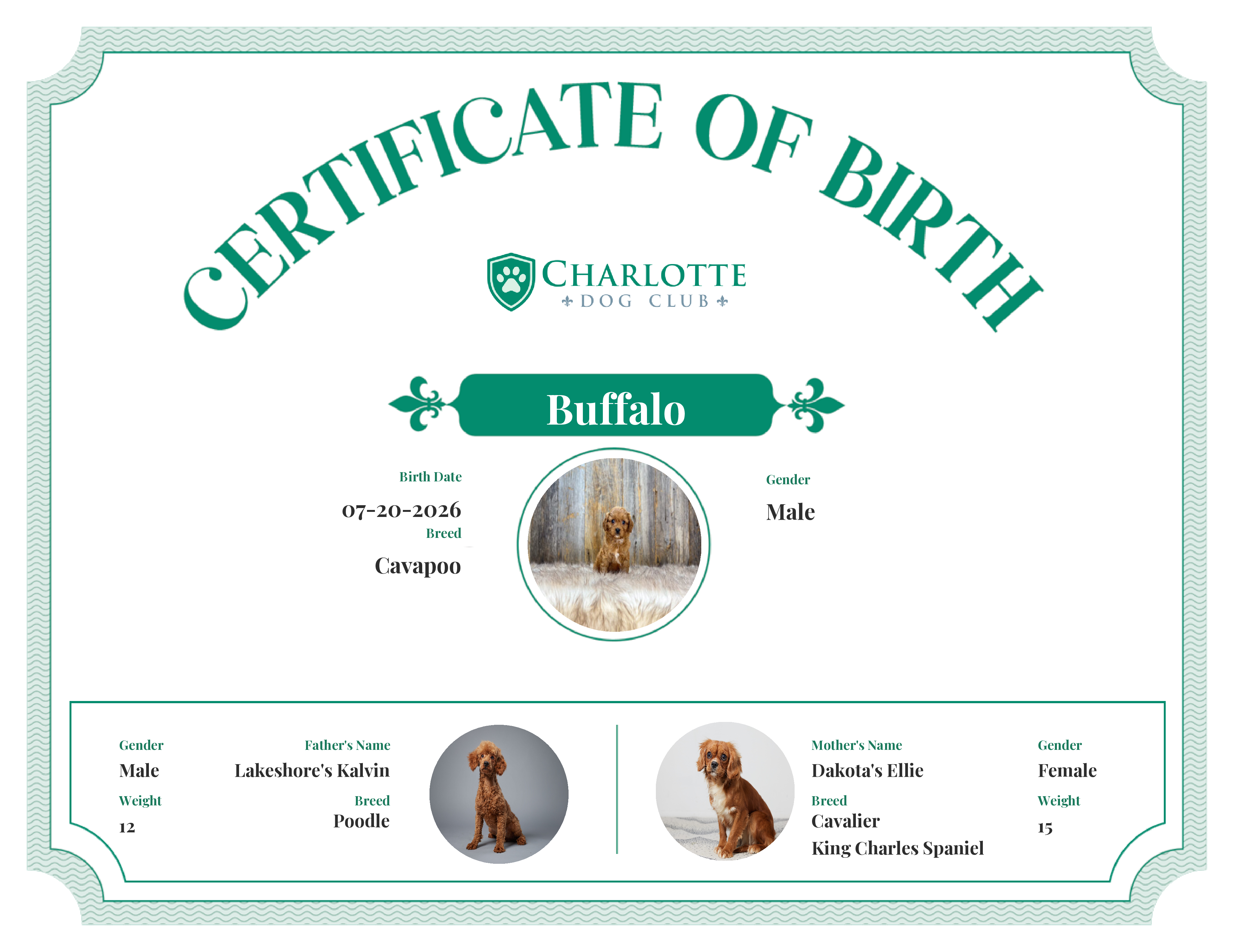 Buffalo's Birth Certificate