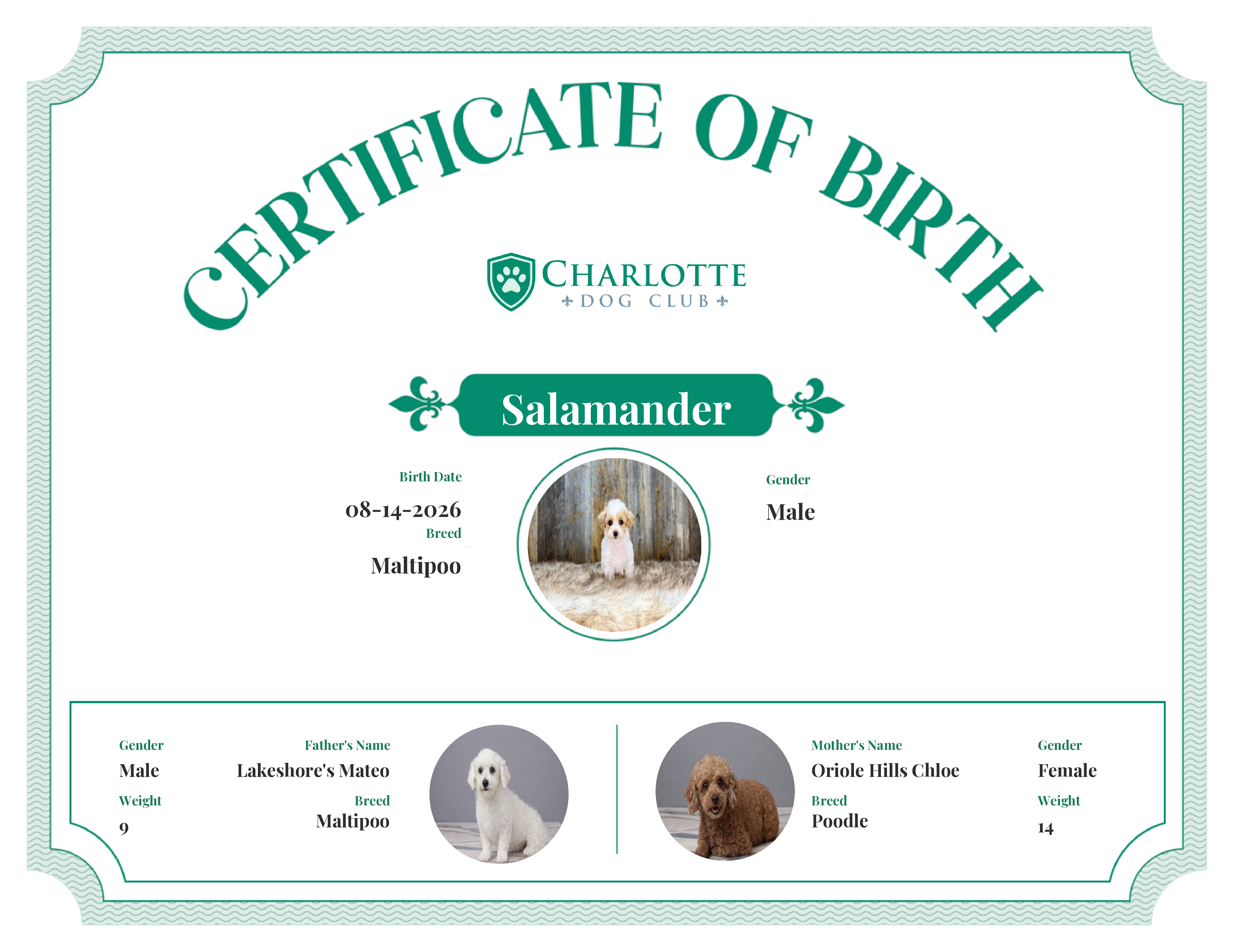 Salamander's Birth Certificate